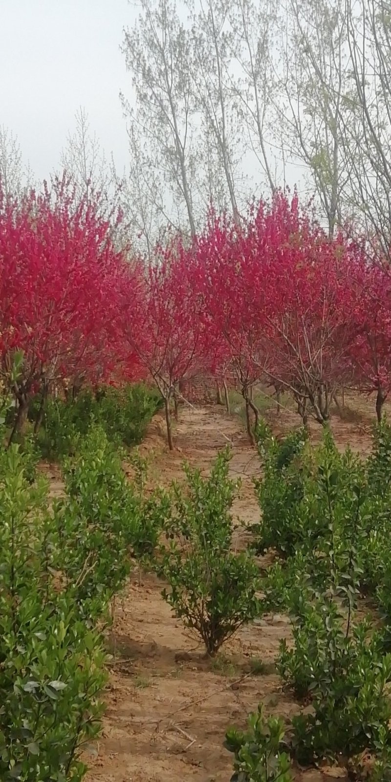 鲁西南花卉