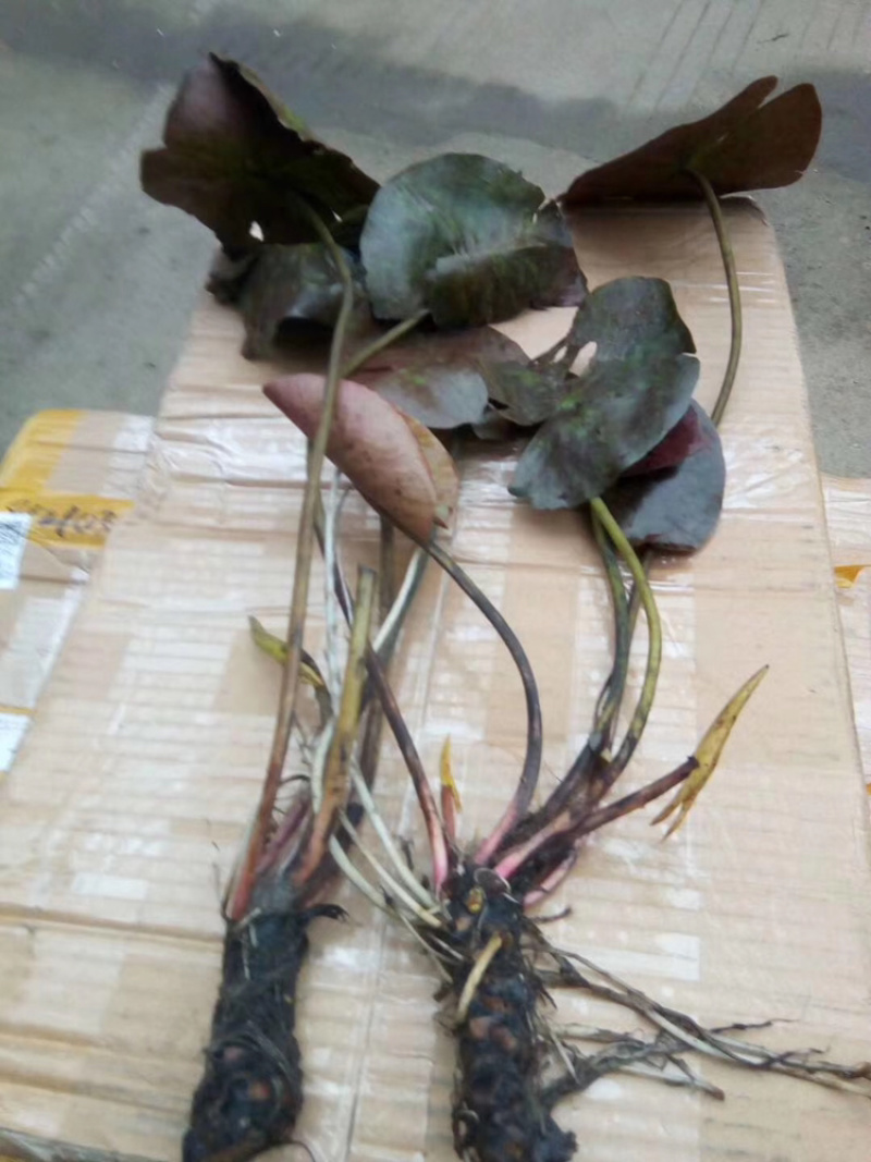 【热卖推荐】池塘观赏睡莲种苗，睡莲苗带叶子带花包发货
