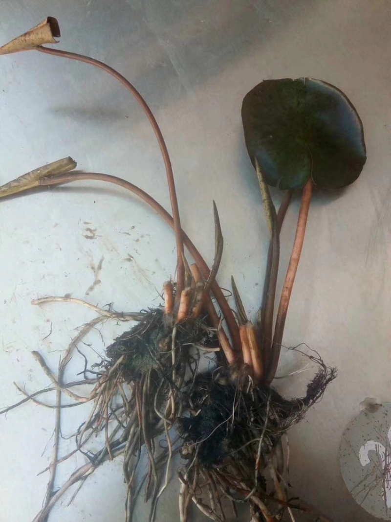 【热卖推荐】池塘观赏睡莲种苗，睡莲苗带叶子带花包发货