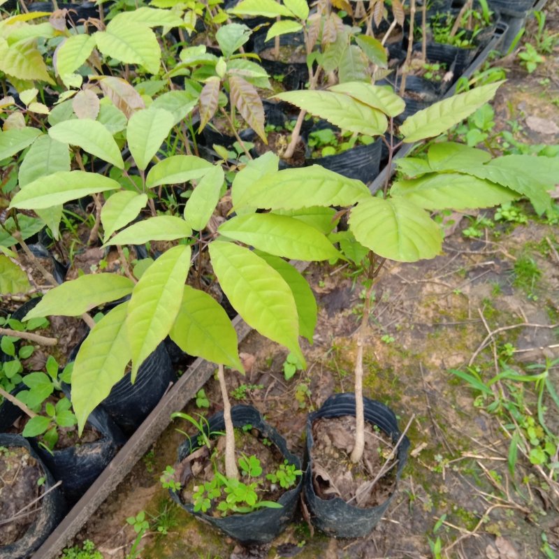 紫花风铃木苗园林工程庭院绿化观花树苗批发
