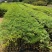 紫花风铃木苗园林工程庭院绿化观花树苗批发
