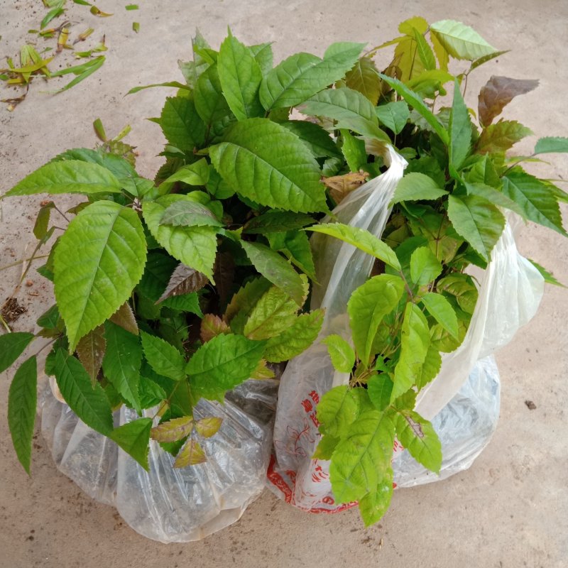 紫花风铃木苗园林工程庭院绿化观花树苗批发