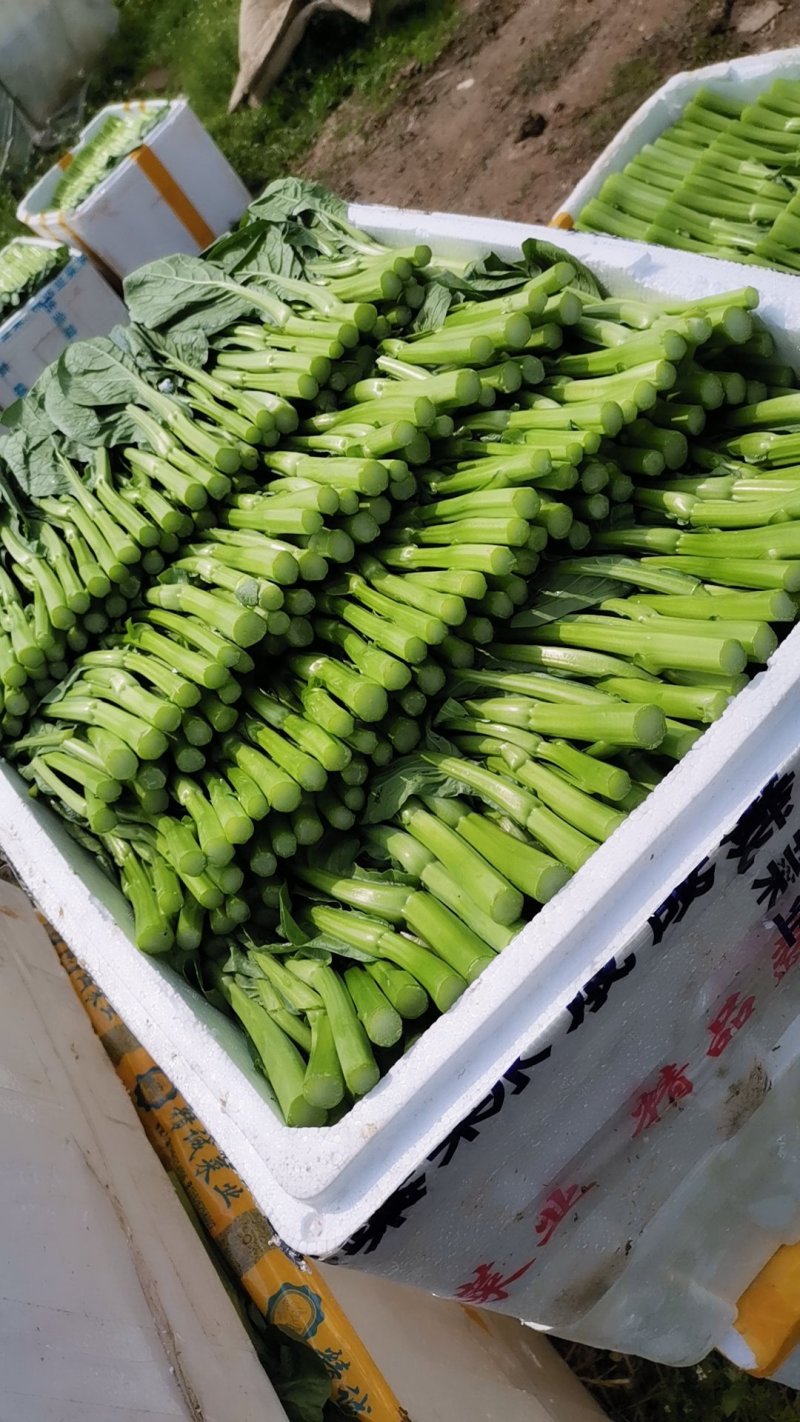 广东菜心长年供应收好第一时间打冷有专业冷库