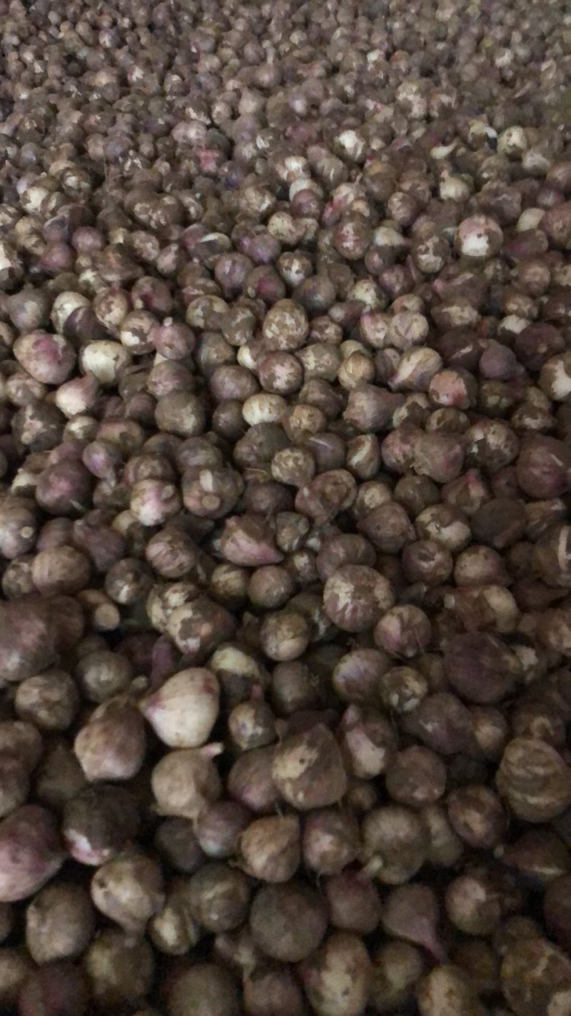 独头蒜，基地直发，诚信代办，(鲜蒜头)