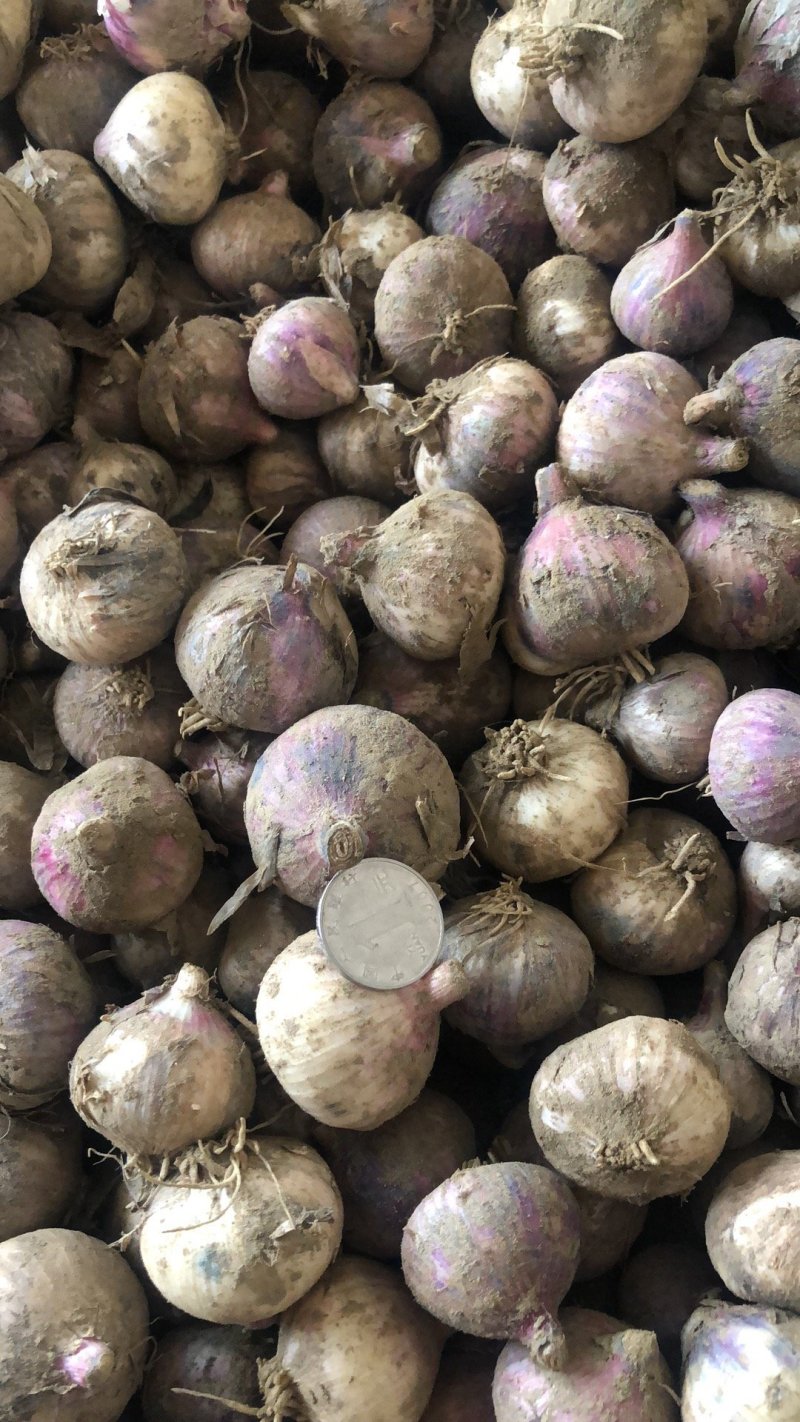 独头蒜，基地直发，诚信代办，(鲜蒜头)