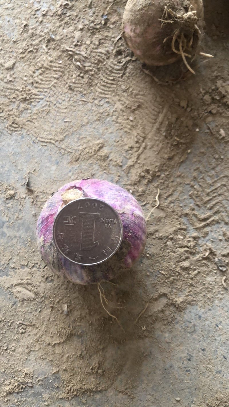 独头蒜，基地直发，诚信代办，(鲜蒜头)