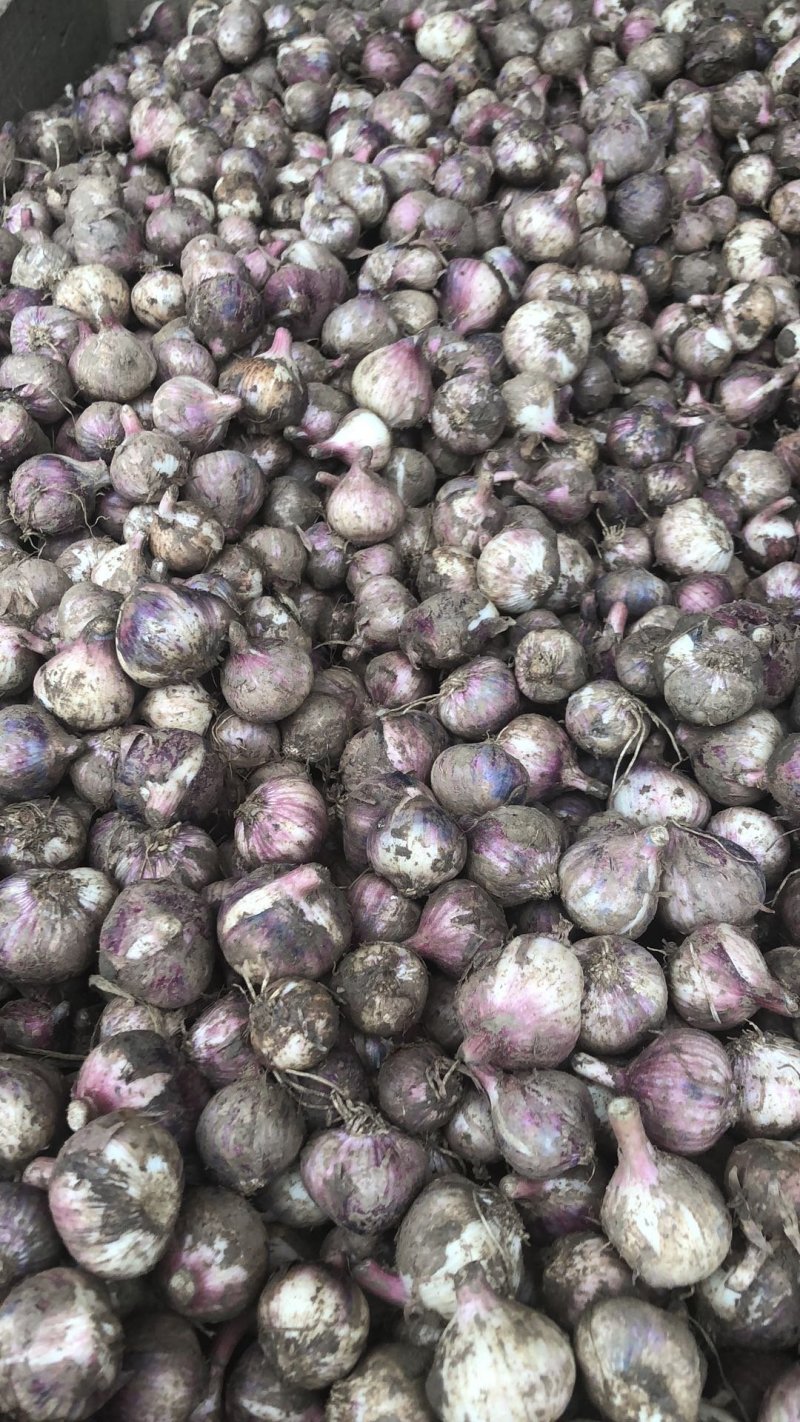 独头蒜，基地直发，诚信代办，(鲜蒜头)