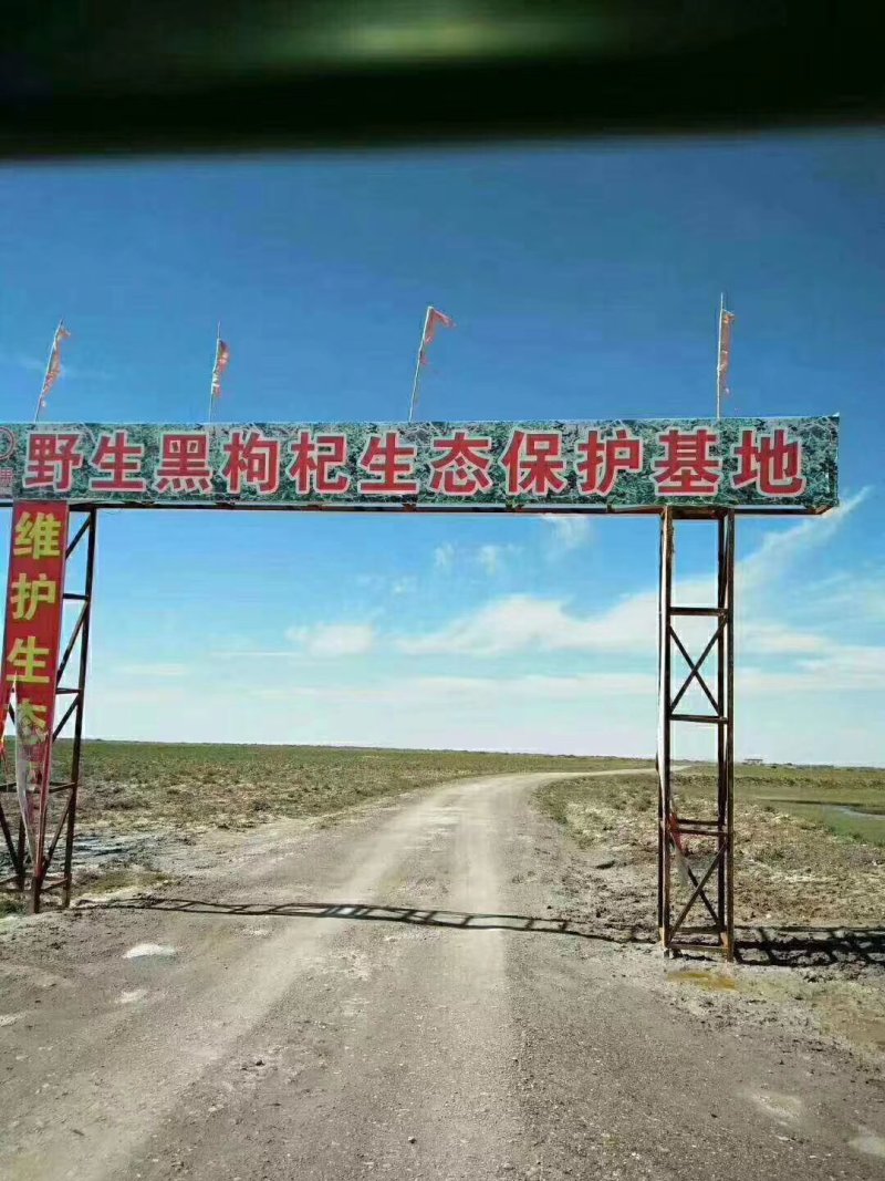 青海柴达木盆地格尔木产地黑枸杞大颗粒