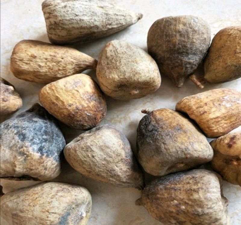 木馒头，道地药材，质优价实，品质保证，药典标准一公斤起批