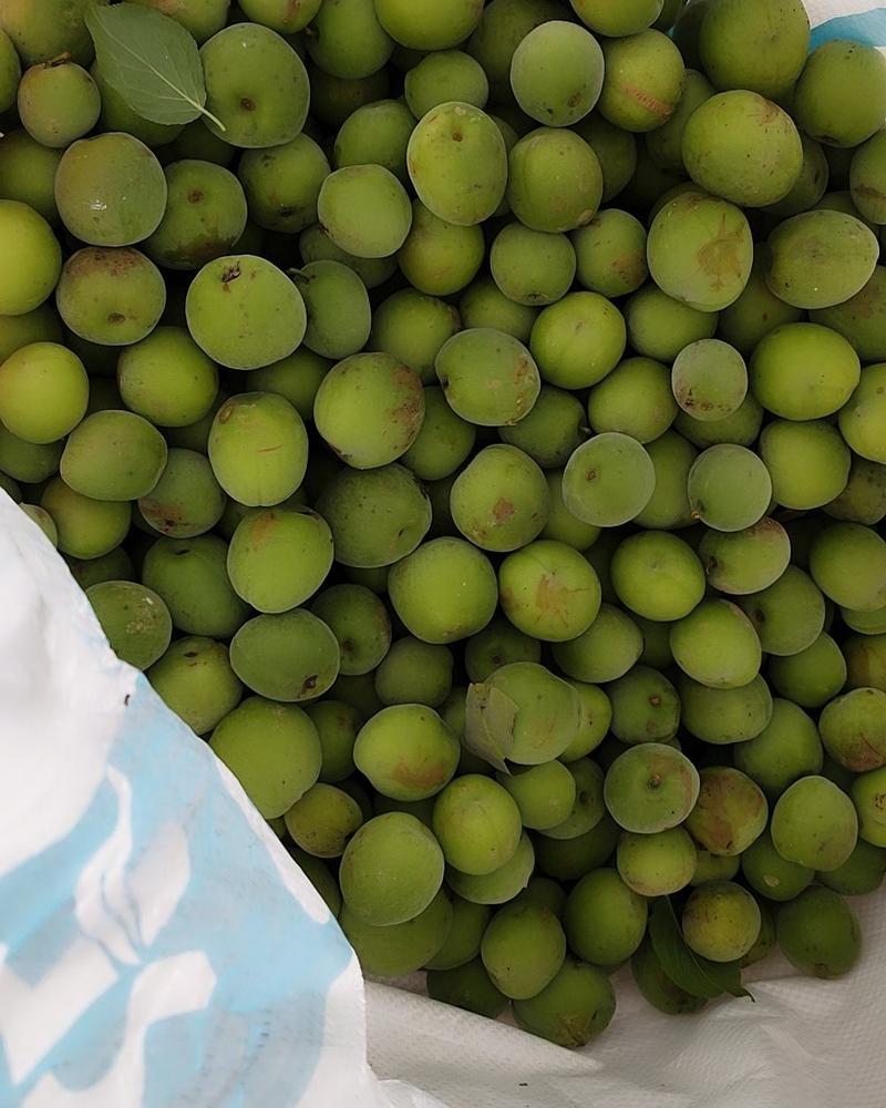 永泰梧桐优质新鲜季节性《青梅》水果，可代办，自产自销。