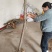 紫藤下山桩对环境适应能力强可以嫁接日本多花紫藤
