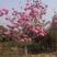 紫花风铃木园林绿化树树苗早春观花树种美观