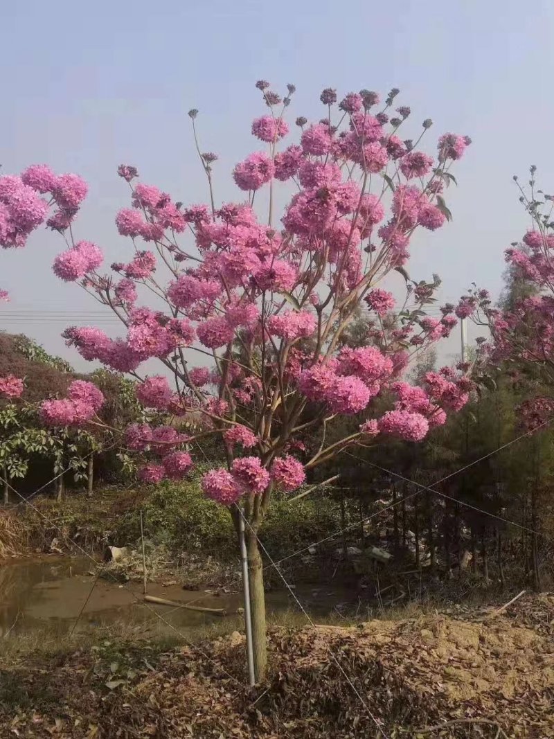 紫花风铃木园林绿化树树苗早春观花树种美观