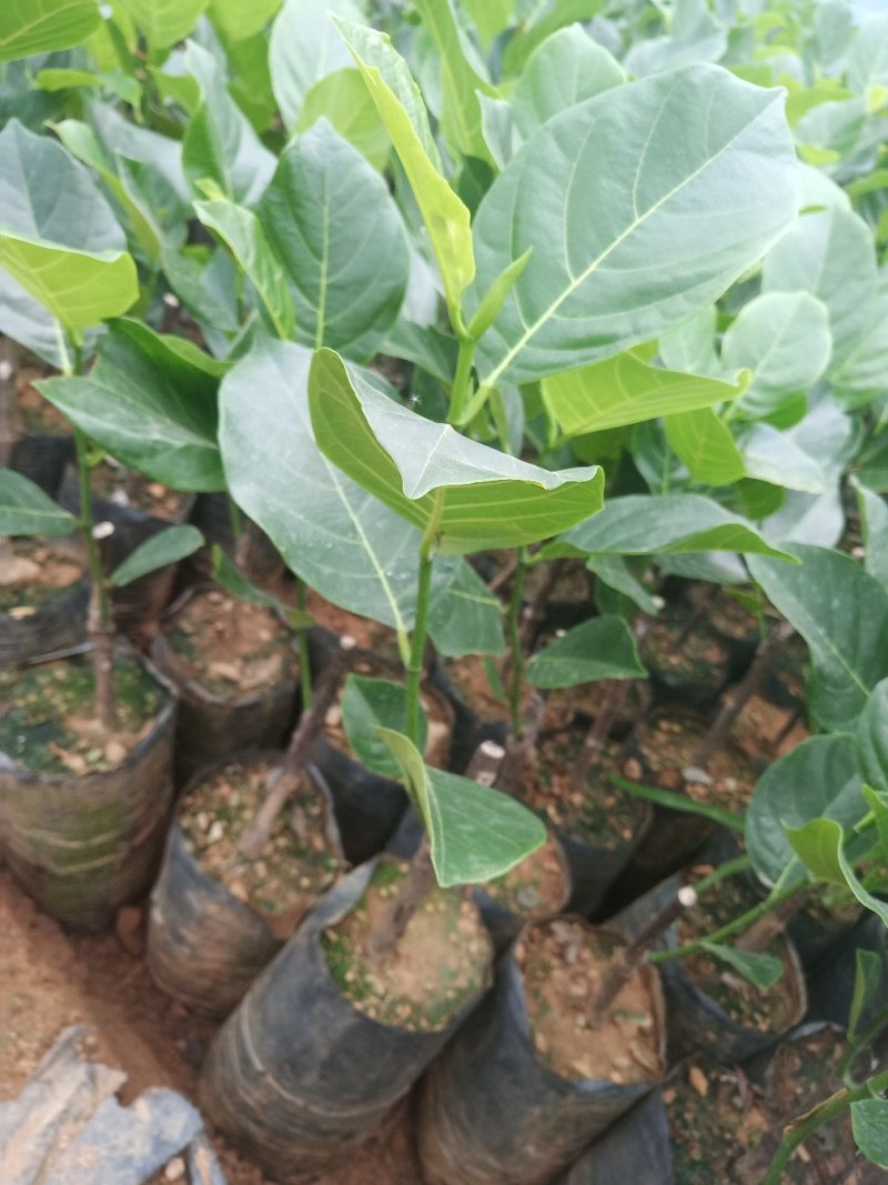 红肉菠萝蜜苗正品进口泰国8号~12号红肉菠萝苗
