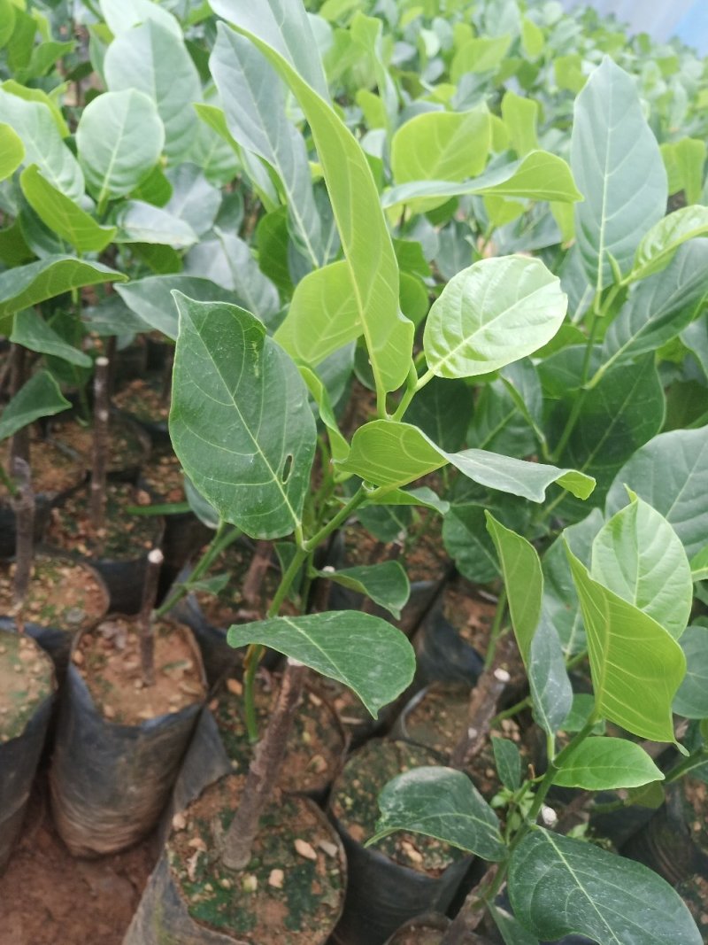 红肉菠萝蜜苗正品进口泰国8号~12号红肉菠萝苗