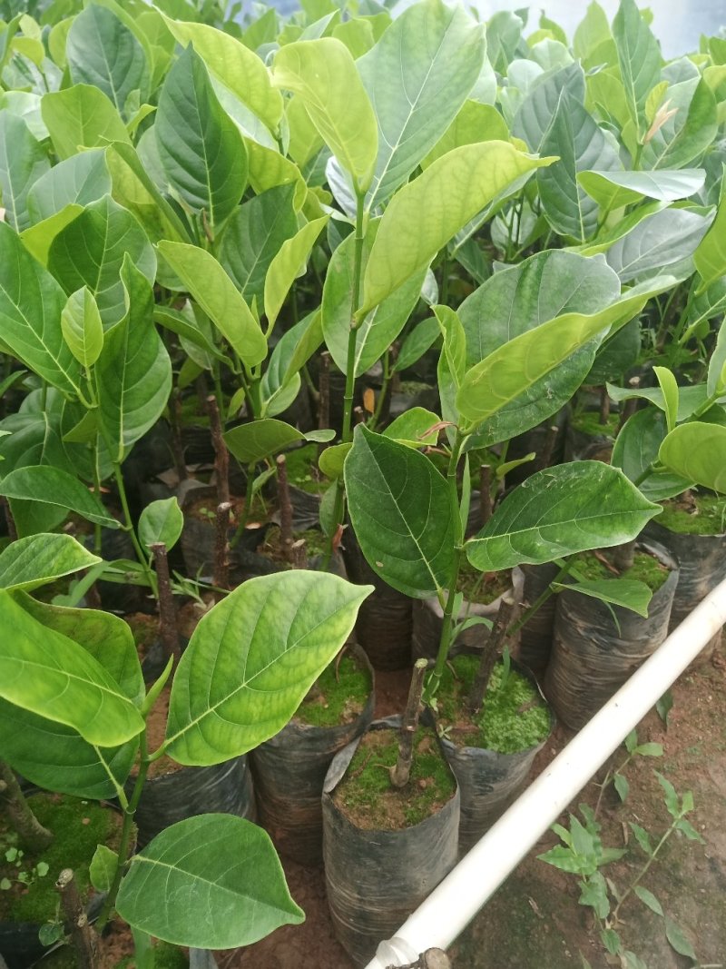 红肉菠萝蜜苗正品进口泰国8号~12号红肉菠萝苗