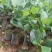 红肉菠萝蜜苗正品进口泰国8号~12号红肉菠萝苗