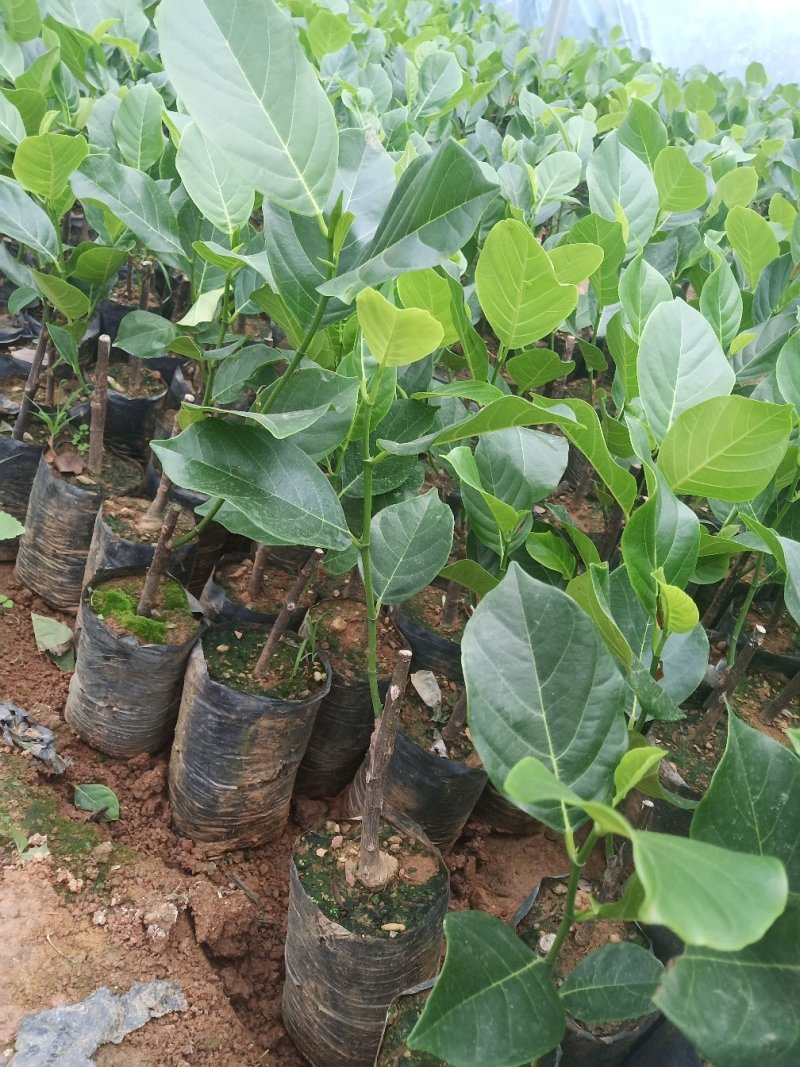 红肉菠萝蜜苗正品进口泰国8号~12号红肉菠萝苗
