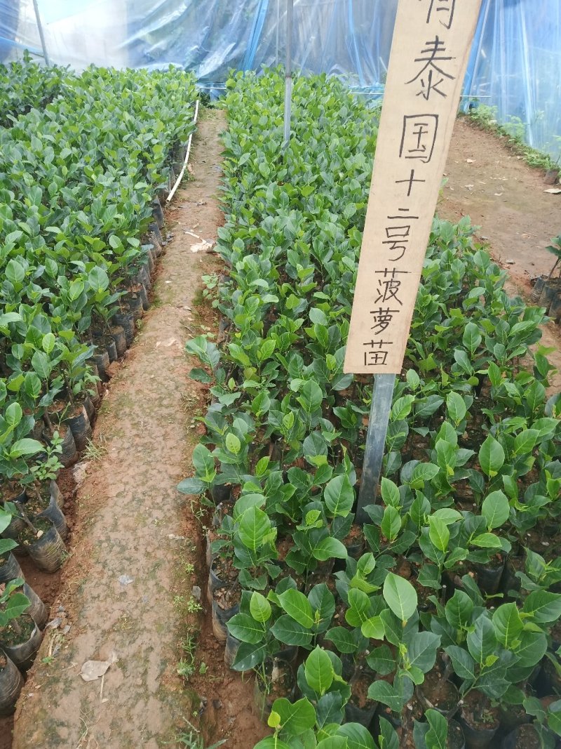红肉菠萝蜜苗正品进口泰国8号~12号红肉菠萝苗