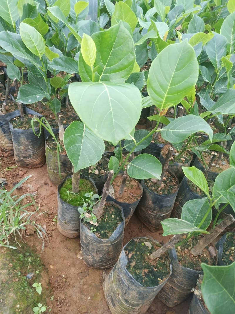 红肉菠萝蜜苗正品进口泰国8号~12号红肉菠萝苗