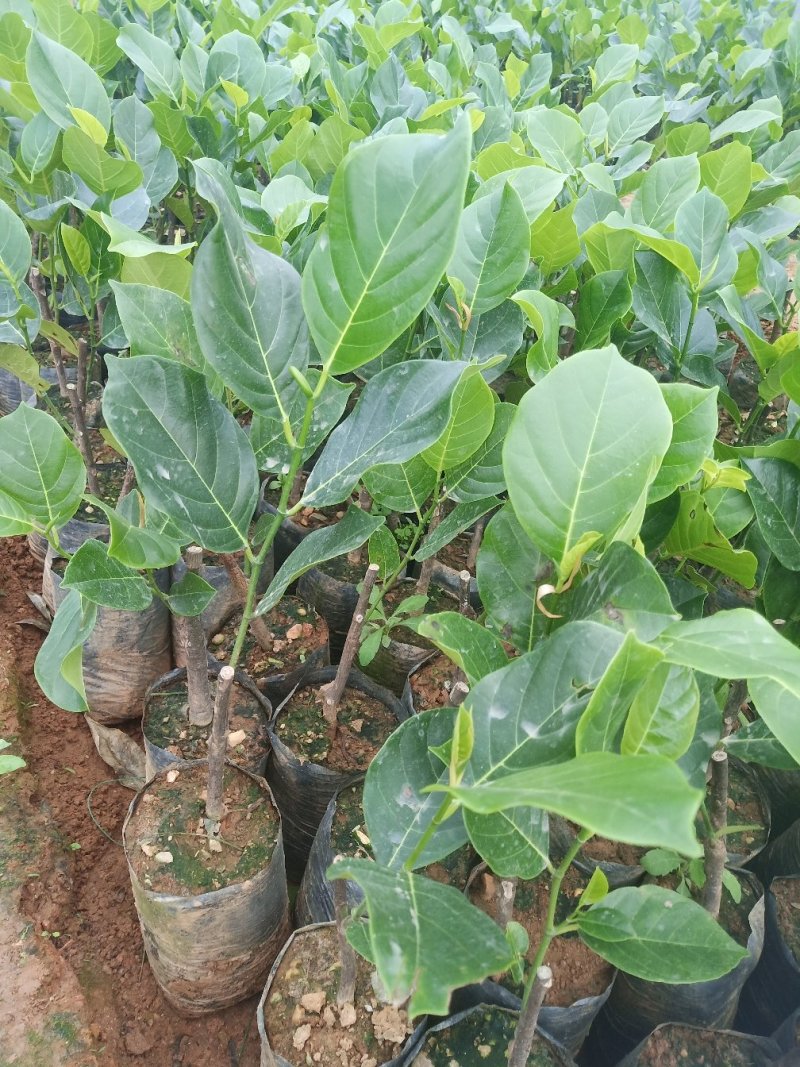 红肉菠萝蜜苗正品进口泰国8号~12号红肉菠萝苗