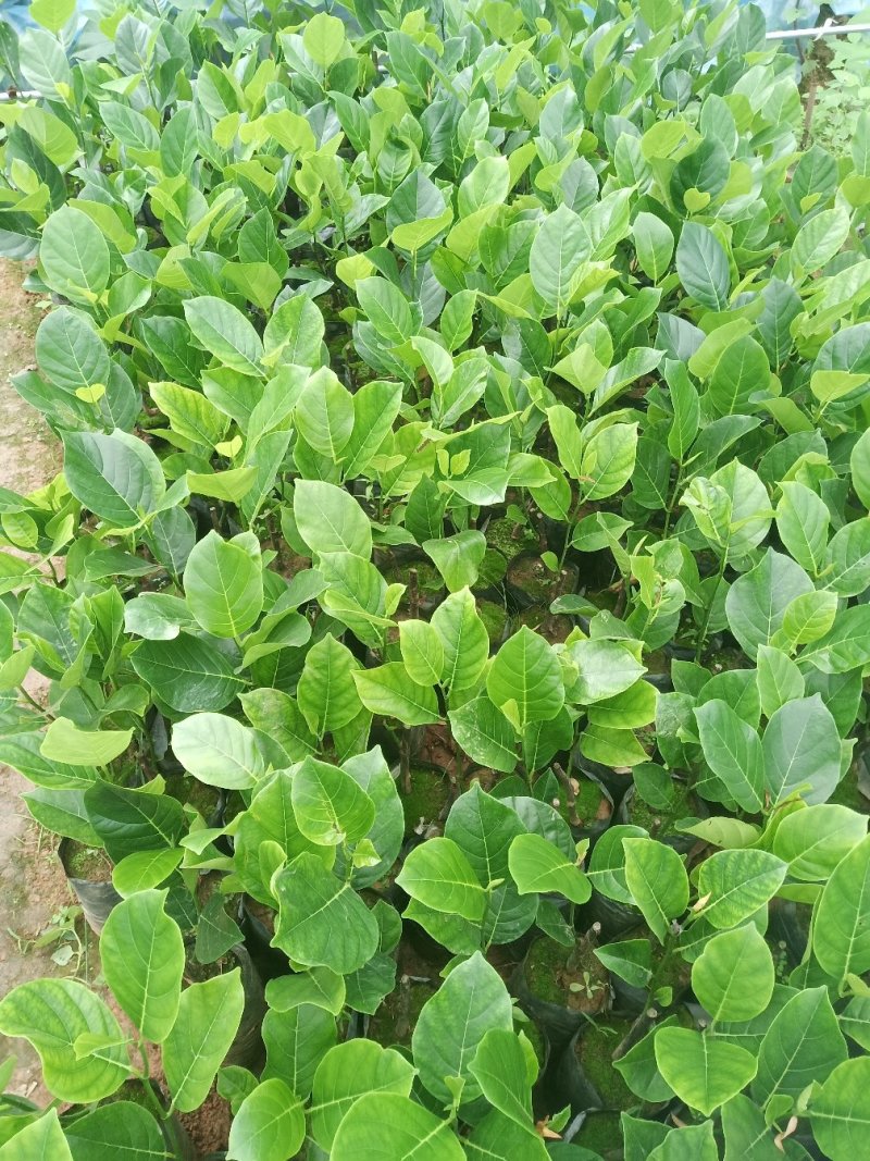 红肉菠萝蜜苗正品进口泰国8号~12号红肉菠萝苗