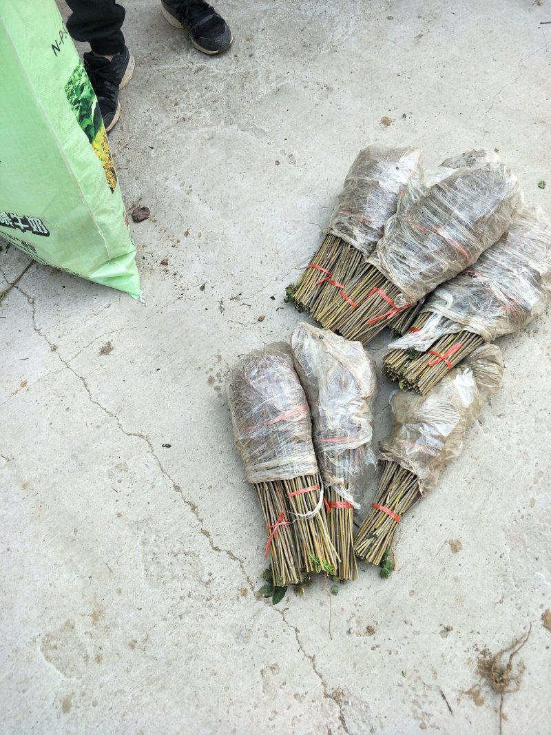 红油香椿苗大棚80cm以上，现挖现发成活率高