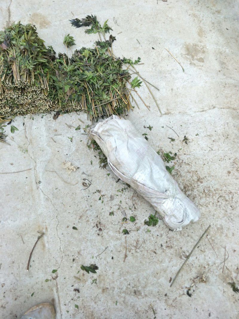 红油香椿苗大棚80cm以上，现挖现发成活率高