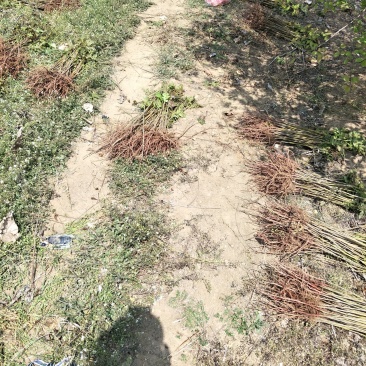 红油香椿苗大棚80cm以上，现挖现发成活率高