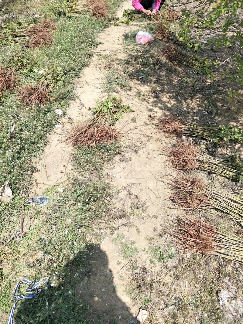 红油香椿苗大棚80cm以上，现挖现发成活率高