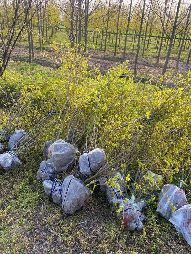 金叶连翘金叶连翘价格金叶连翘球基地直发量大从优
