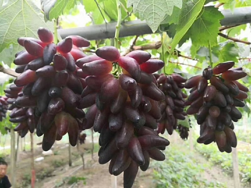 葡之梦葡萄苗(中晚熟，大长粒，特甜，冰糖牛奶香)保纯