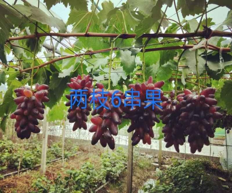 葡之梦葡萄苗(中晚熟，大长粒，特甜，冰糖牛奶香)保纯