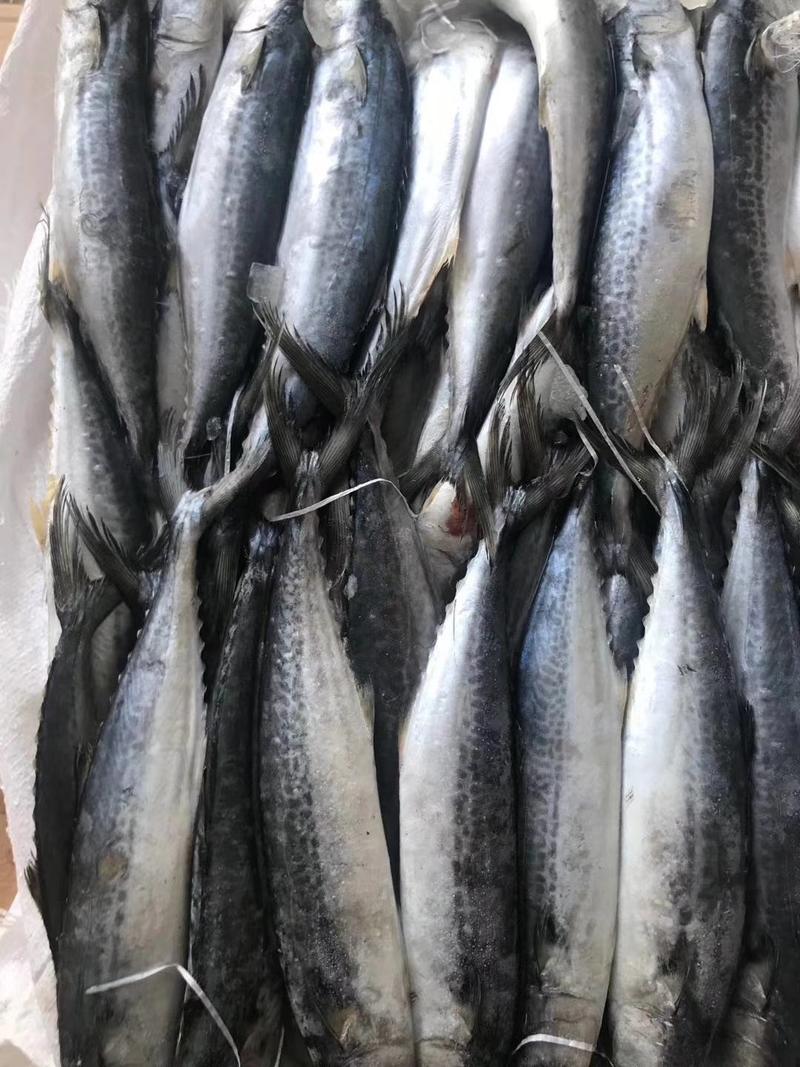 山东马鲛鱼鲅鱼(燕尾鲅，台鲅)大量批发3.8元一斤3条