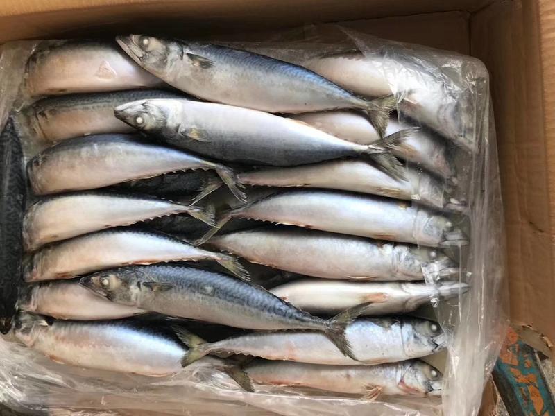 山东马鲛鱼鲅鱼(燕尾鲅，台鲅)大量批发3.8元一斤3条