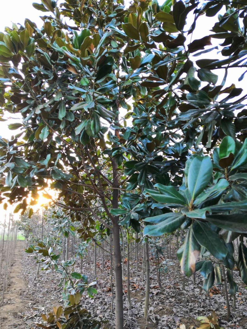 【视频看货】广玉兰基地种植大量供应