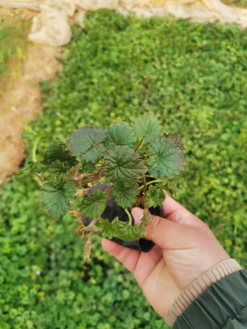 连钱草绿化苗木产地直发量大优惠