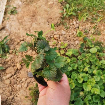 连钱草绿化苗木产地直发量大优惠