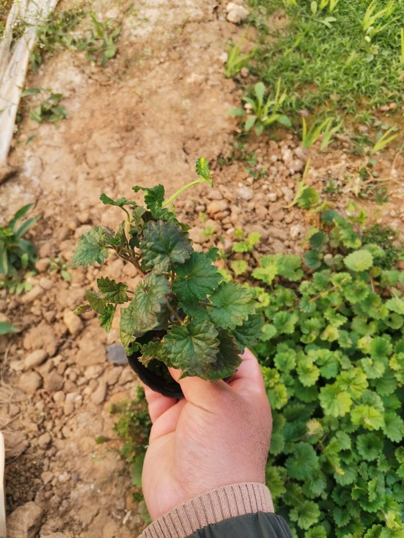 连钱草绿化苗木产地直发量大优惠