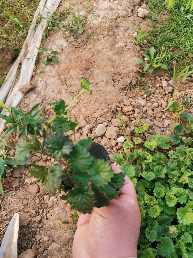 连钱草绿化苗木产地直发量大优惠