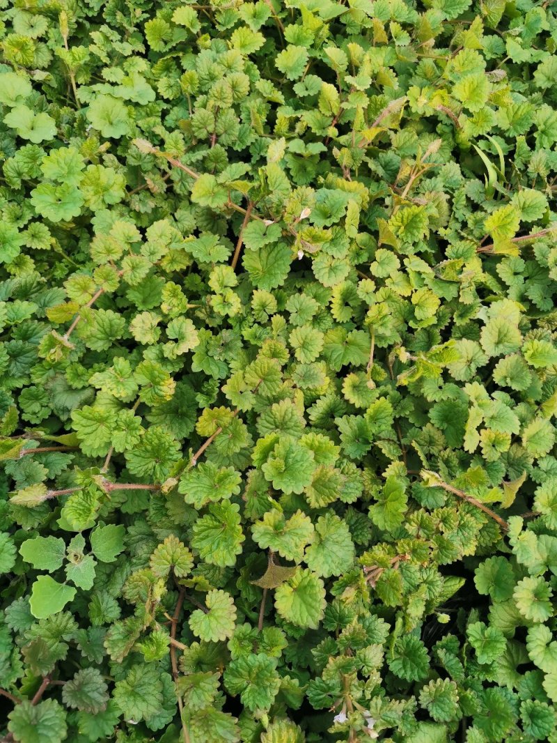 连钱草绿化苗木产地直发量大优惠