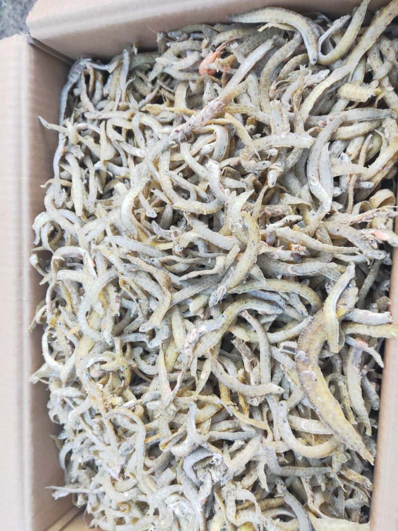 凤尾鱼