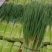 【优质蒜苔】河南红帽蒜薹产地直销大量上市量大从优可发全国