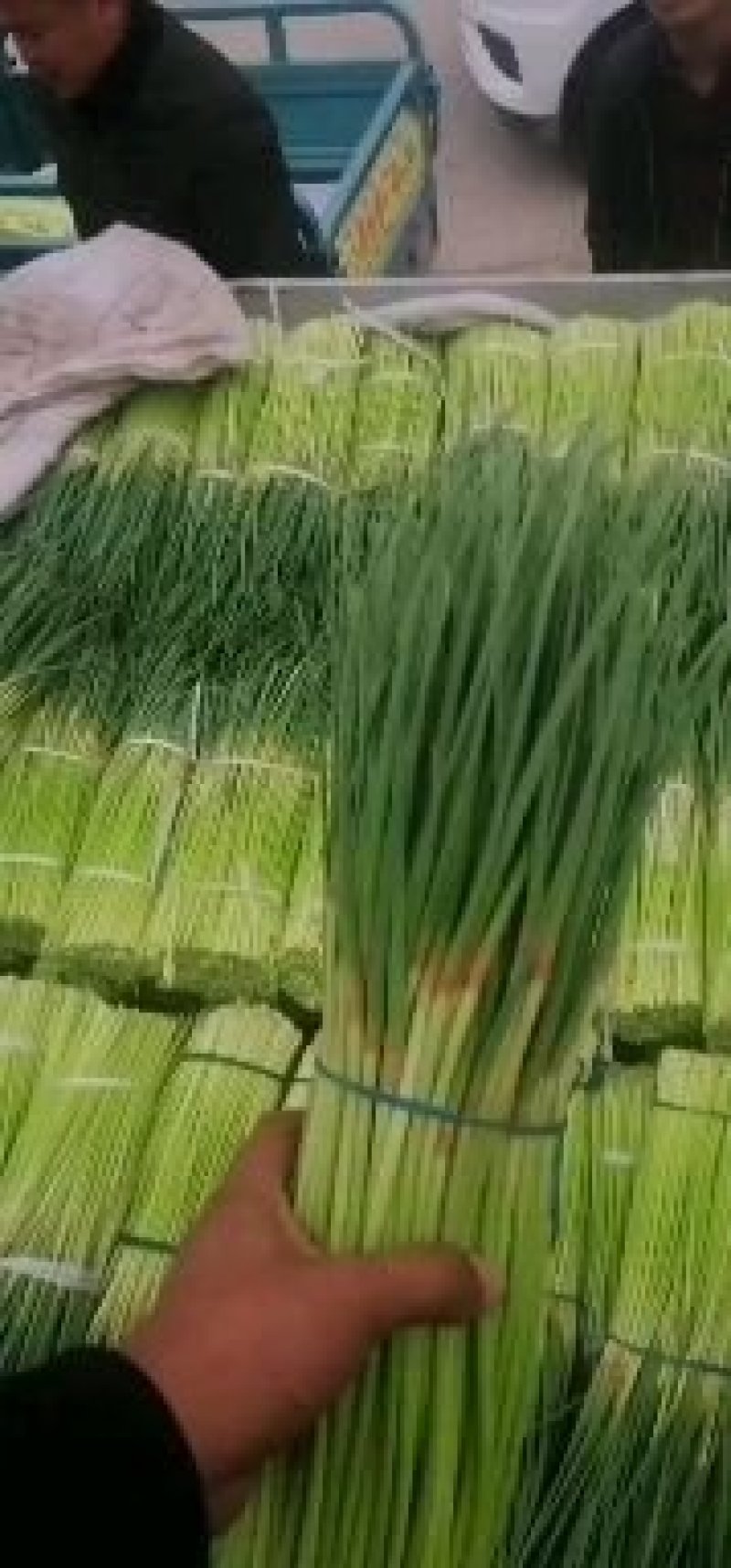 【优质蒜苔】河南红帽蒜薹产地直销大量上市量大从优可发全国