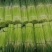 【优质蒜苔】河南红帽蒜薹产地直销大量上市量大从优可发全国