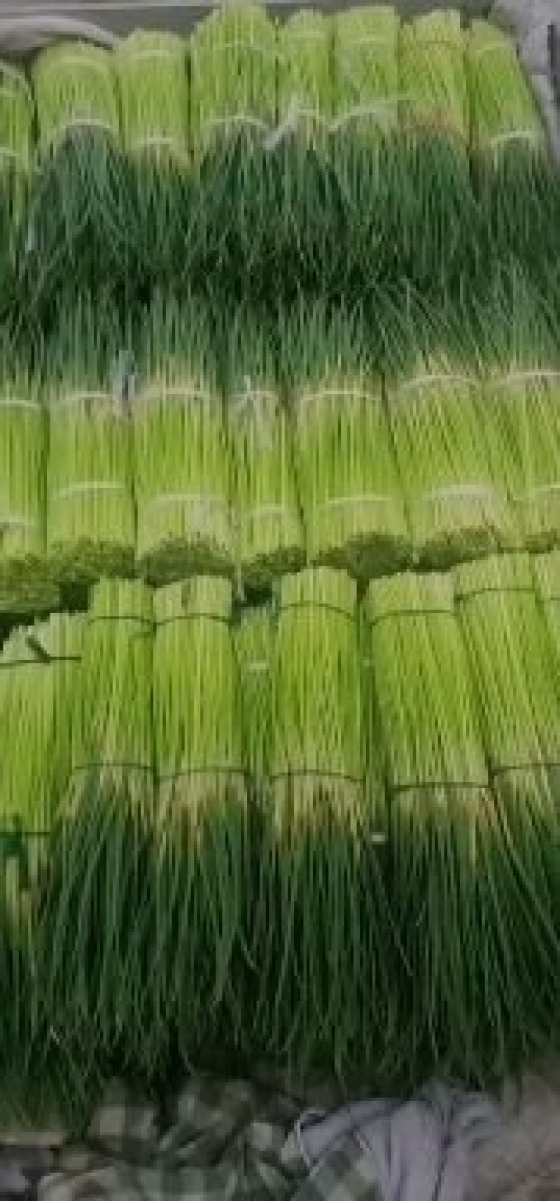【优质蒜苔】河南红帽蒜薹产地直销大量上市量大从优可发全国