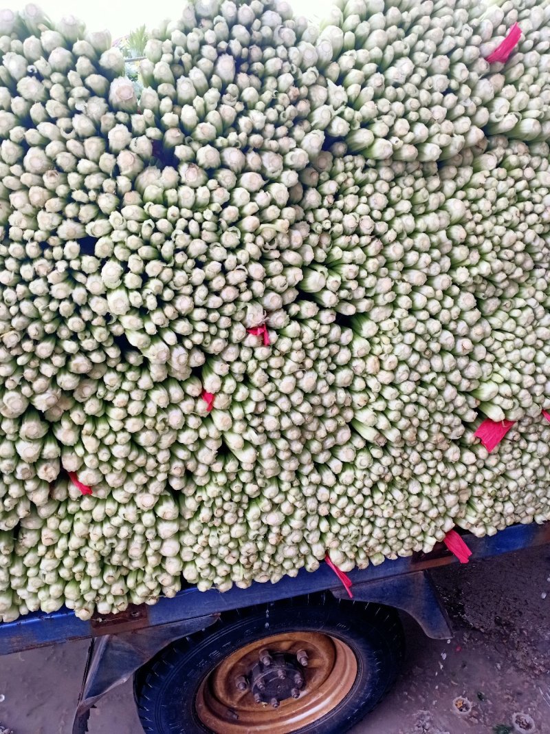 美国文图拉芹菜55cm以上，青脆型，黄白型，西芹，芹菜