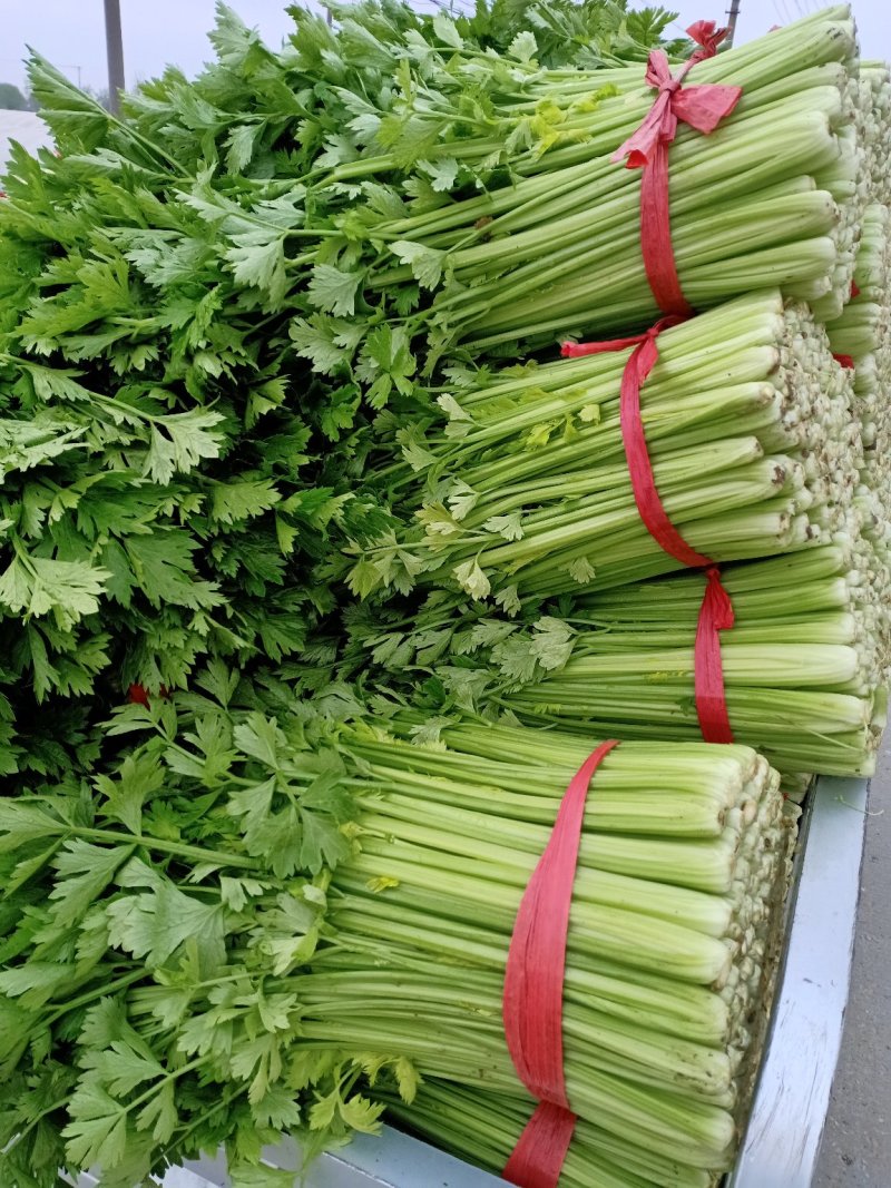 美国文图拉芹菜55cm以上，青脆型，黄白型，西芹，芹菜