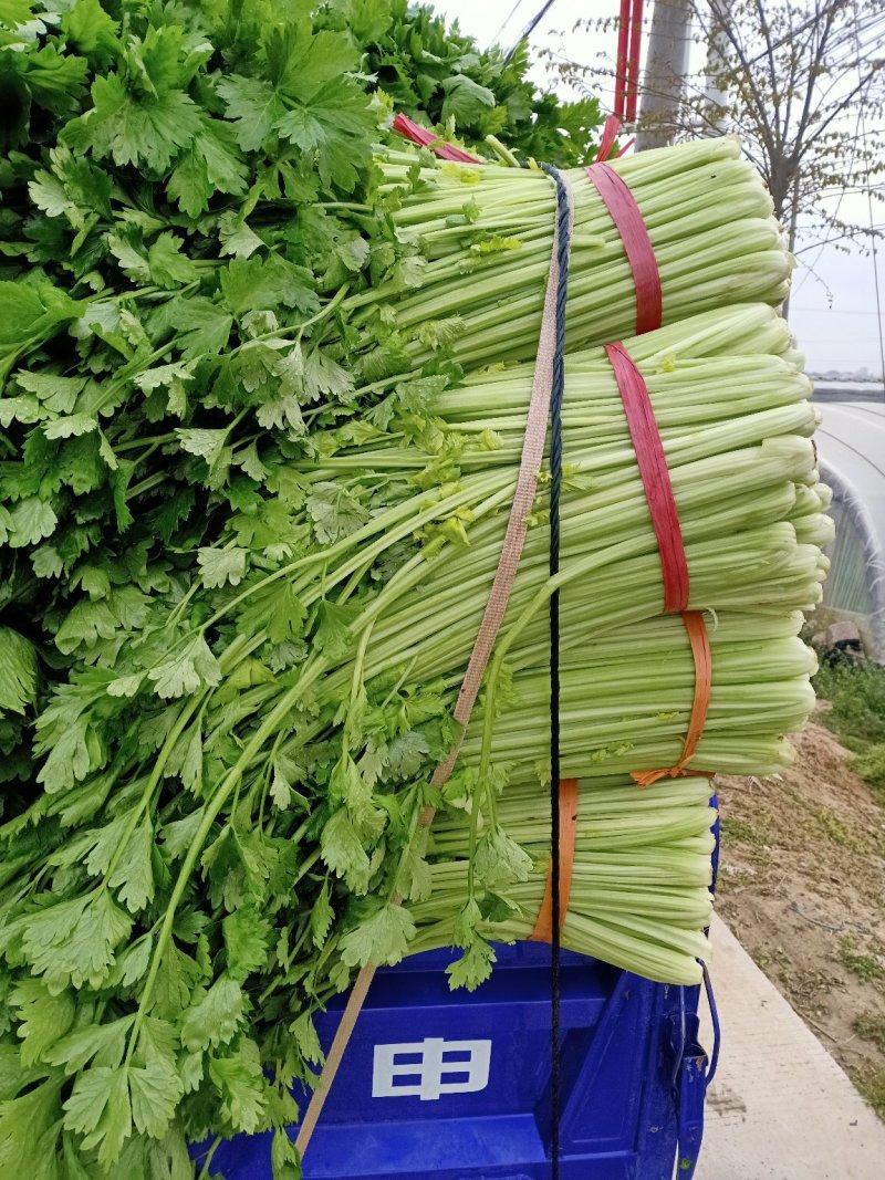 美国文图拉芹菜55cm以上，青脆型，黄白型，西芹，芹菜