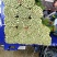 美国文图拉芹菜55cm以上，青脆型，黄白型，西芹，芹菜
